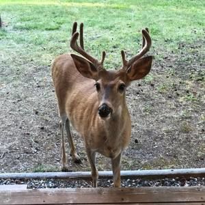 Meet your Posher, Todd